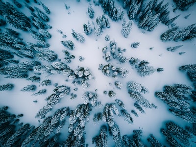 雪松鸟瞰图